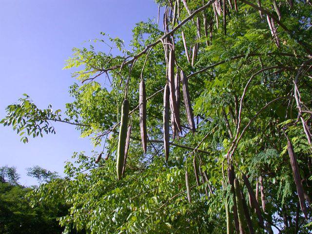 Moringa oleifera coltivazione