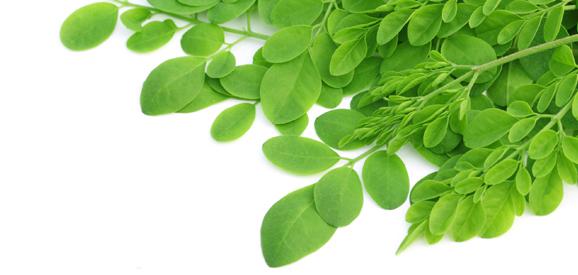 Moringa oleifera e la sua coltivazione in Italia