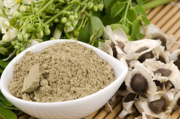 Moringa Oleifera