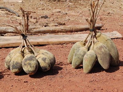 Semi di baobab