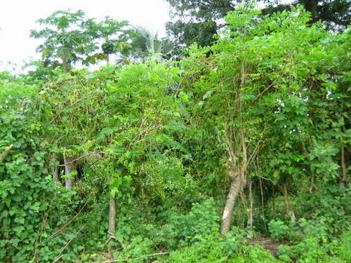 Moringa pianta