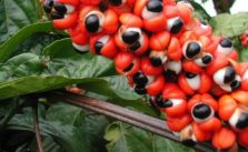  Guarana proprietà, benefici e effetti collaterali