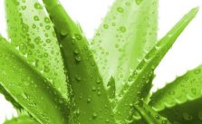 Aloe vera gel