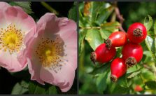  Rosa canina proprietà e benefici