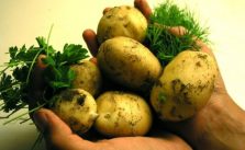 Le patate fanno ingrassare