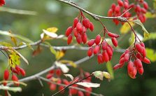 Berberis Vulgaris