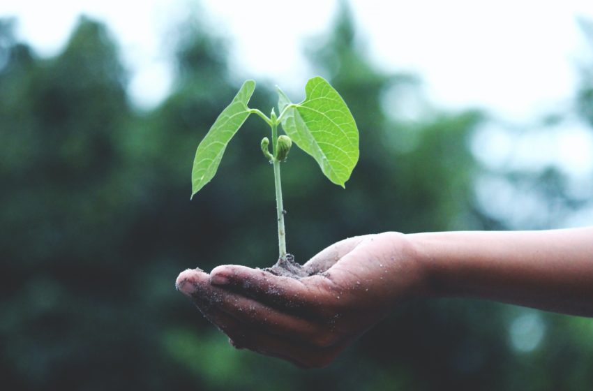  Moringa dose giornaliera: come assumerla e quali sono le controindicazioni