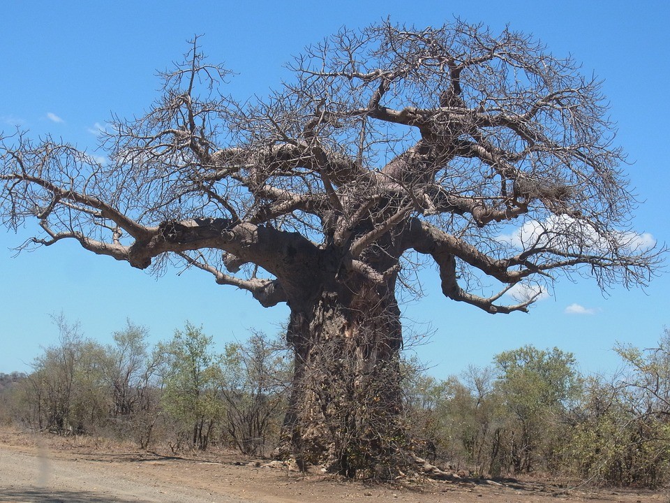 come coltivare il baobab in casa