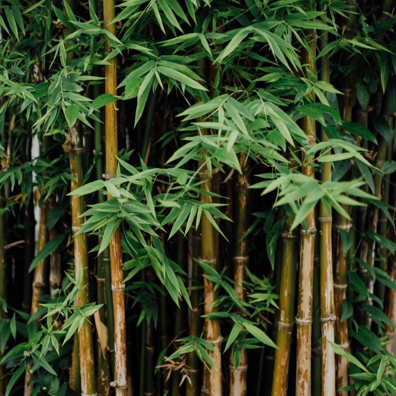 bamboo-slimboo